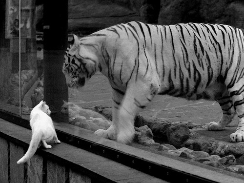 德甲球队视频分析提升防守站位调整效率的实证，德甲对抗