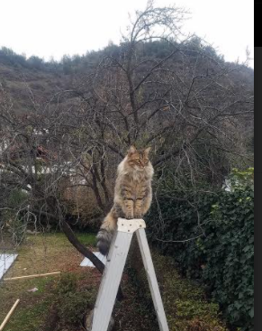 爱游戏平台体验-法甲比赛延时规则改革背后裁判判罚效率变化，法甲比赛延期