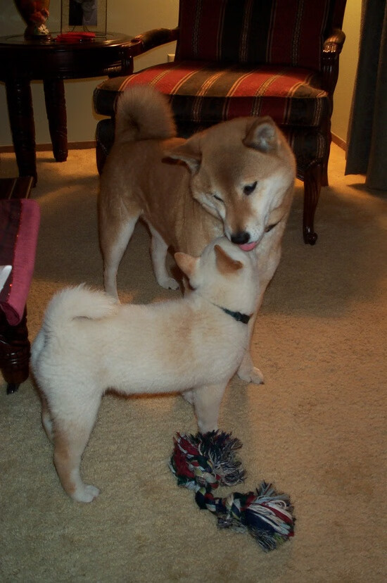 篮球运动员训练负荷监测与调整技术研究,篮球运动训练负荷分析