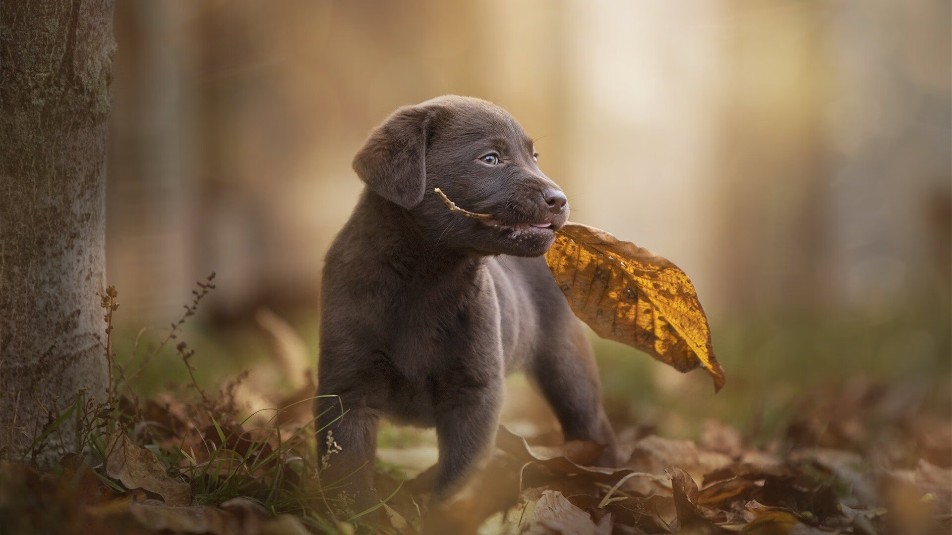 AYX爱游戏中国-中超联赛中国女足夺冠 球迷庆祝场面壮观，中超女足比赛