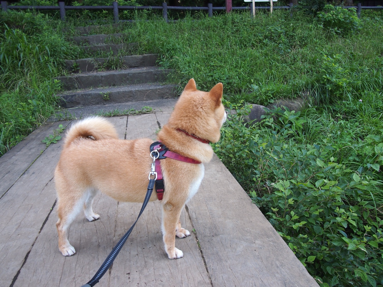 爱游戏平台体验-印度队在2024年混合团体世界杯赛场上的辉煌表现，印度足球队世界杯