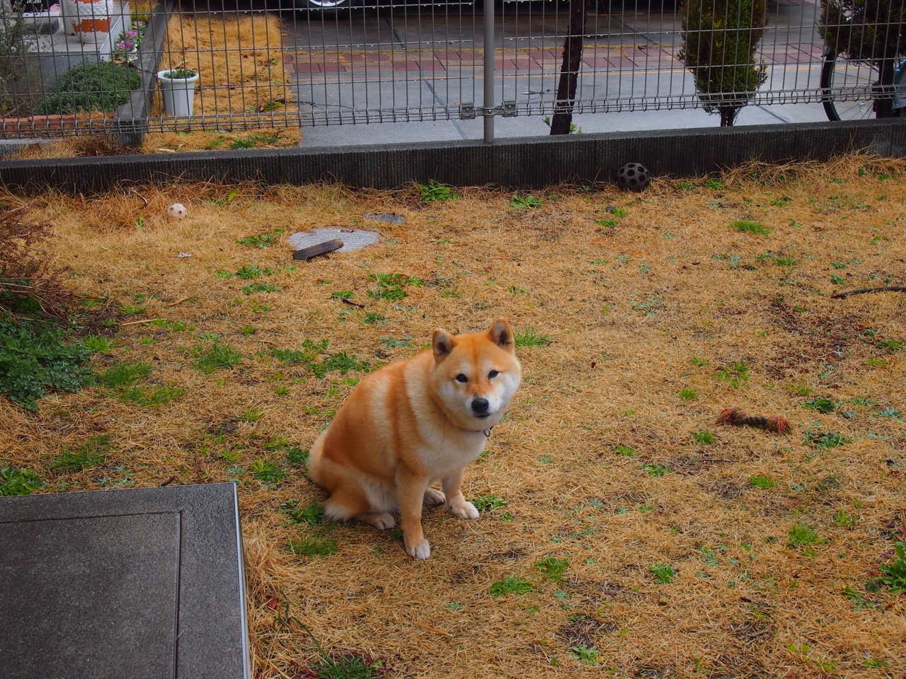 印度队在2024年混合团体世界杯赛场上的辉煌表现,印度足球队世界杯