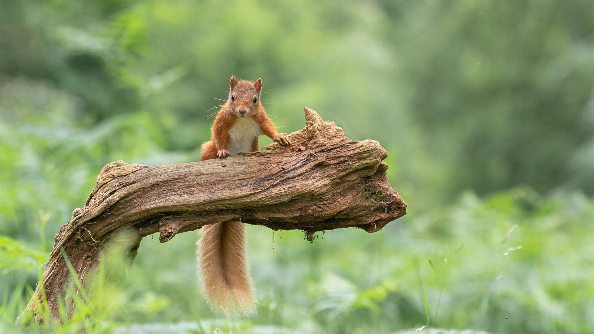 国家队选拔过程透明度不足,国家队选拔考试